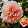 polka-trandafir-urcator-3_2048x