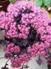 Sedum