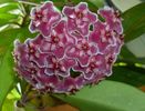 HOYA PUBICALYX PINK SILVER PORCELAIN PARFUMATA