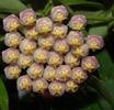 Hoya CV Sunrise parfumata