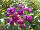 Purple Skyliner