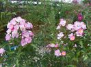 Heavenly Pink