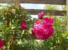 Super Excelsa
