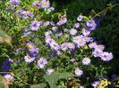 aster inalt