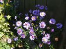 aster inalt