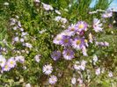 aster ericoides Esther