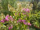 Lavender Dream si hydrangea pan. Interhydia