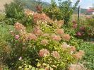 hydrangea pan. Phantom