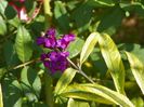 buddleja Santana