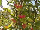 malus Red Sentinel
