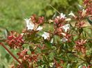 abelia grandiflora