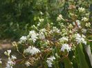 heptacodium miconioides