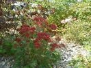 sedum Carl