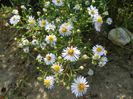 aster din padure