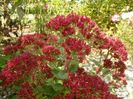 sedum Carl