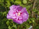 hibiscus syriacus Lavender Chiffon