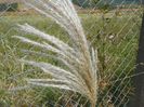 miscanthus sinensis Memory