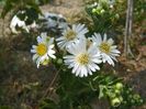 aster ageratoides Sunshine