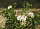 aster ageratoides Ashvi