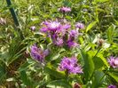 centaurea jacea