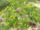 euphorbia
