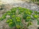 euphorbia
