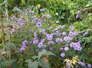 aster inalt
