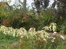 cornus controversa Variegata si Magic Meidiland