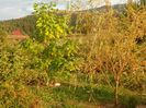 salix babylonica