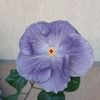 Moorea Mangy Blue - 35 lei