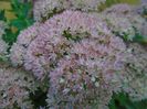 Sedum spectabile