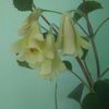 Sinningia An's Nix