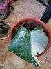 Monstera deliciosa Thai Constelation 200