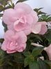 Double Pink Rose