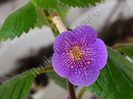 xAchimenantha Lionheart A