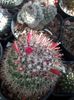 Fructe Mammillaria