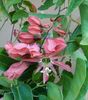 racemosa-infloreste in ciorchini