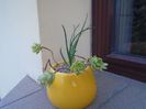 Barba sarpelui (Ophiopogon planiscapus Nigrescens) & Sedum palmeri