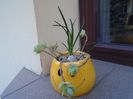Barba sarpelui (Ophiopogon planiscapus 'Nigrescens') & Sedum palmeri
