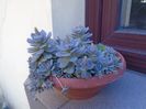 Orostachys iwarenge (Chinese dunce cap), inflorescenta