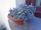 Orostachys iwarenge (Chinese dunce cap), inflorescenta