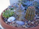 Echinocereus viridiflorus