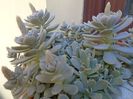 Orostachys iwarenge (Chinese dunce cap), inflorescenta