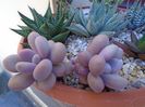 Graptopetalum amethystinum