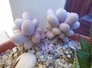 Graptopetalum amethystinum