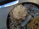 Gymnocalycium damsii v. tucavocense