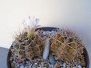 Gymnocalycium damsii v. tucavocense, 2 ex.