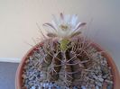 Gymnocalycium damsii v. tucavocense