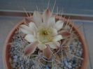 Gymnocalycium damsii v. tucavocense