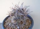 Austrocactus patagonicus